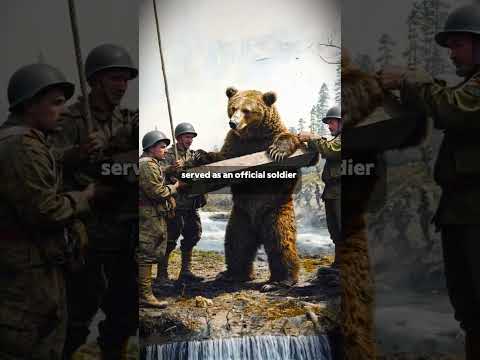 Wojtek the Bear WWII’s Most Unbelievable Hero 🐻🔥 #History #WWII